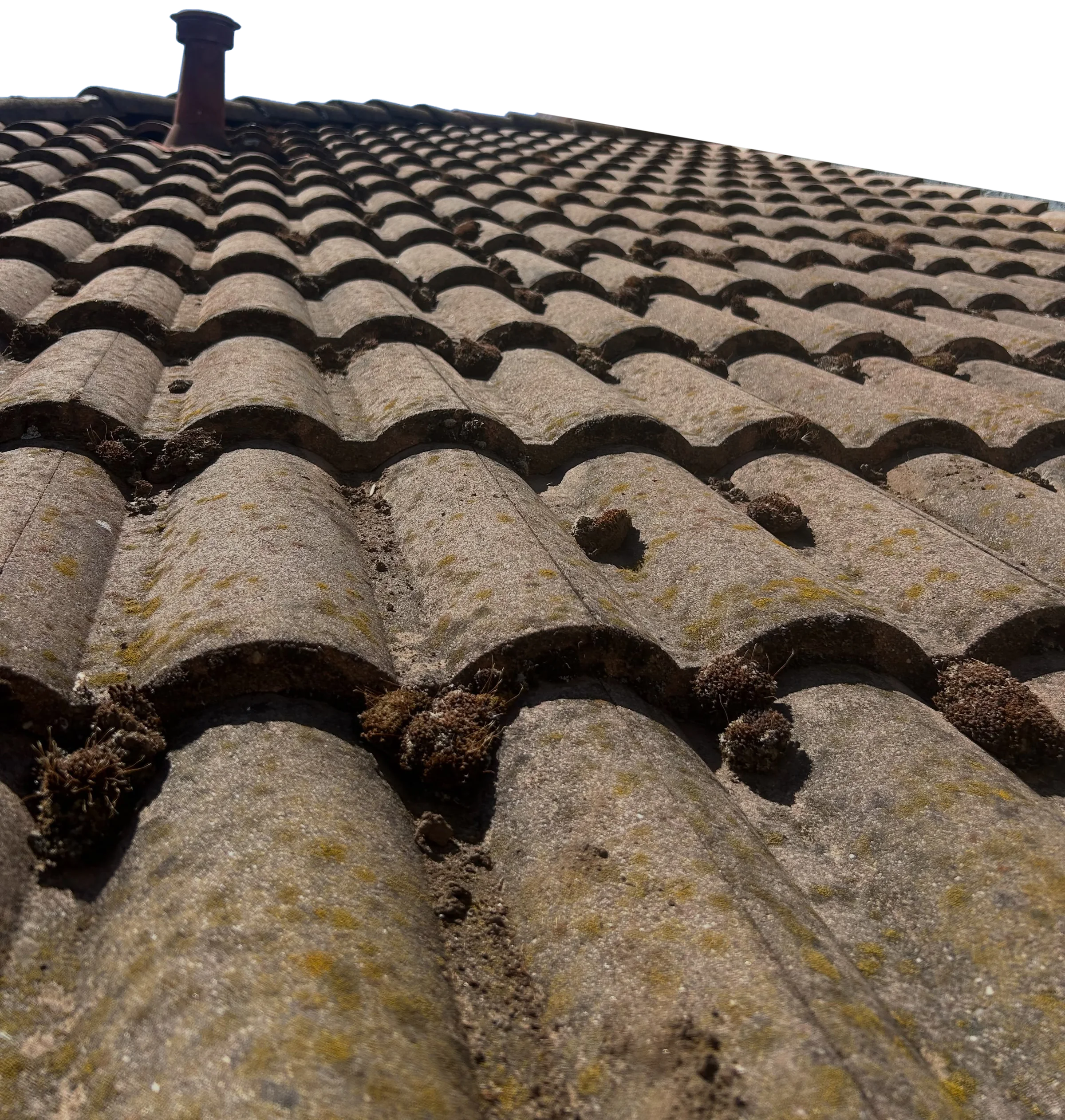 Moss on a tile roof, photographed by Matt